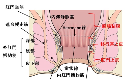 肛門解剖図